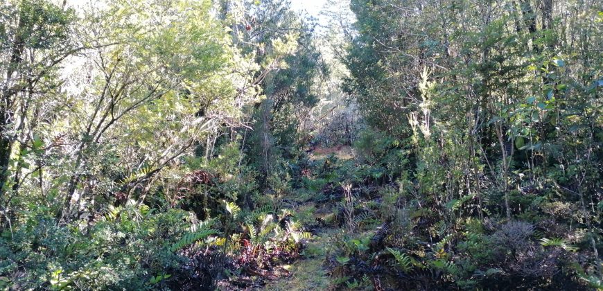 TERRENO DE 3 HECTÁREAS, SECTOR DE RÍO BLANCO.