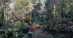 TERRENO DE 3 HECTÁREAS, SECTOR DE RÍO BLANCO.