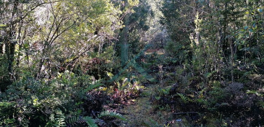 TERRENO DE 3 HECTÁREAS, SECTOR DE RÍO BLANCO.