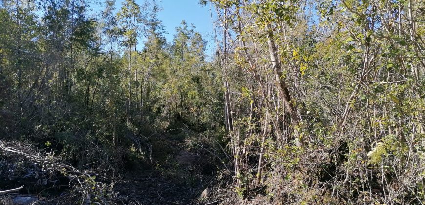 TERRENO DE 3 HECTÁREAS, SECTOR DE RÍO BLANCO.