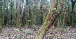 Hermosa y Céntrica Parcela, en Puerto Montt