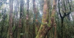 Hermosa y Céntrica Parcela, en Puerto Montt