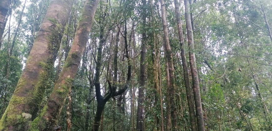 Hermosa y Céntrica Parcela, en Puerto Montt